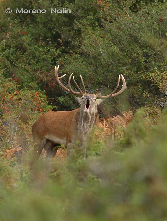 Strategie riproduttive del cervo (Cervus elaphus)